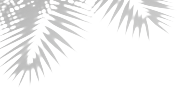 Soft shadows of palm leaves on a transparent background, serene and minimalist aesthetic for overlays, mockups, design, isolated on transparent background