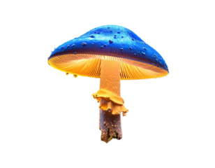 Illuminated mushroom with a blue cap and golden gills against a stark black background