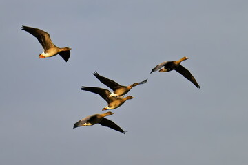 Tundrasaatgänse und Blässgans im Flug