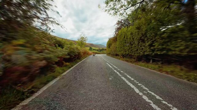 Car driving on countryside road encountering sheep standing in middle of lane POV. Vehicle slowing down to avoid animal creating sudden hazard on curved asphalt route first person view. SUV reacting