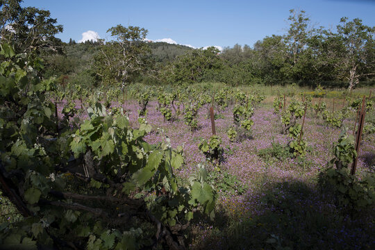 field of flowers in vineyard 