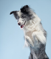 A border collie leaps up with its paws raised, looking dynamic and engaging.