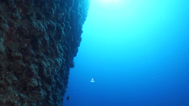 Turritopsis nutricula Turritopsis dohrnii Oceania O. armata immortal underwater closing jellyfish ocean scenery