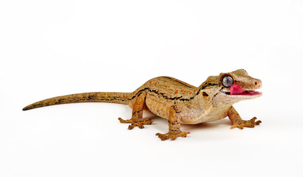 New Caledonia bumpy gecko //  Neukaledonischer H&ouml;ckerkopfgecko (Rhacodactylus auriculatus) 