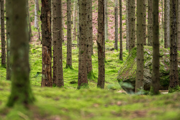 Obraz premium Moss covered forest floor with spruce trunks and soft natural light.