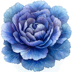 Obraz premium Dusty Miller Flower, watercolor illustration vector, isolated on a white background.