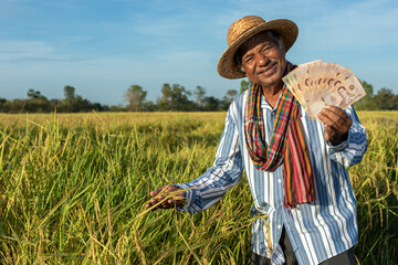 An elderly Asian farmer in a blue striped shirt holds Thai banknotes in a rice field. Wealthy Thai farmers are happy.