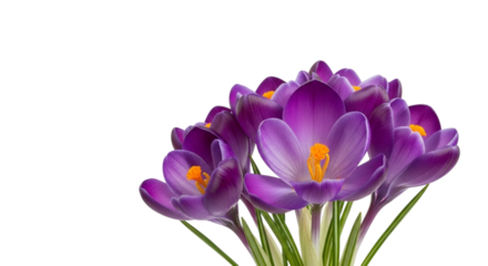 Vibrant purple crocus flowers with bright orange stamens, a beautiful symbol of spring and new beginnings, blooming in a cluster and isolated on transparent background