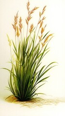 ears of wheat on white background