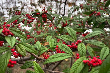 Vibrant Red Berries in Natural Green Foliage – Close-Up Botanical Detail