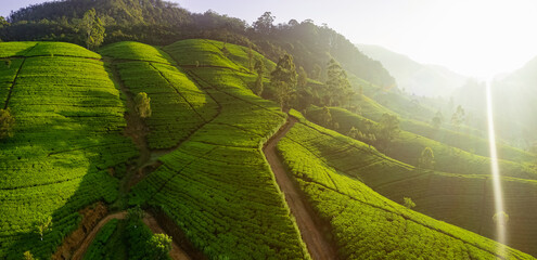 Sunlit Green Tea Plantations on Rolling Hills in a Misty Morning Landscape