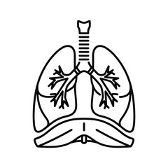Illustration of human lungs isolated on, vital organs for respiration and oxygen exchange