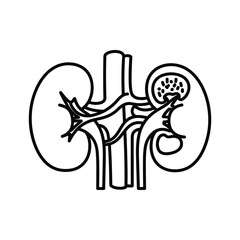 Illustration of human kidneys, isolated on perfect for medical and educational purposes