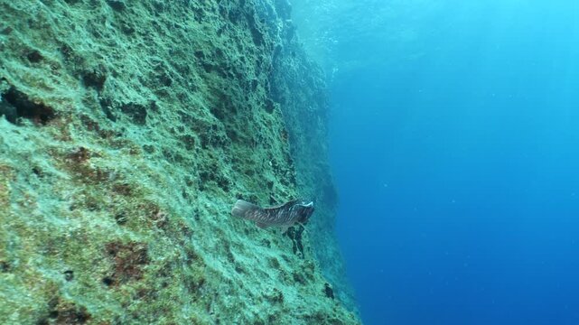 parrotfish with remore fish around swim next to a reef underwater