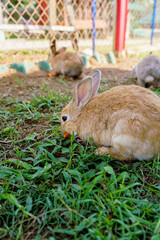 cute domestic rabbits sitting together on the ground