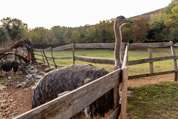 Domestic emu ostrich walking around spacious stable on farm, pets graze outside