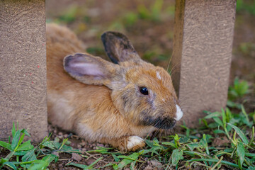 cute domestic rabbits sitting together on the ground
