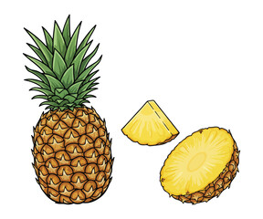 Pineapple Vector Illustration, Whole Tropical Fruit and Yellow Slices Isolated on White Background
