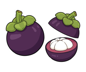 Mangosteen Vector Illustration, Queen of Fruits Whole and Opened Isolated on White Background