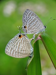 Two delicate butterflies with gray and white striped wings perch on a blade of grass, showcasing intricate patterns and a peaceful moment in a lush green setting. Ideal for nature