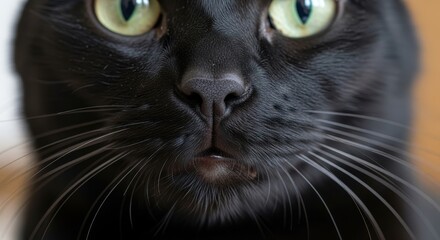 Intense gaze of a sleek black cat with striking green eyes, a captivating close up, perfect for pet lovers