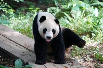 Goofy funny giant panda bear with tongue sticking out in Chimelong Safari Park in Guangzhou, China.