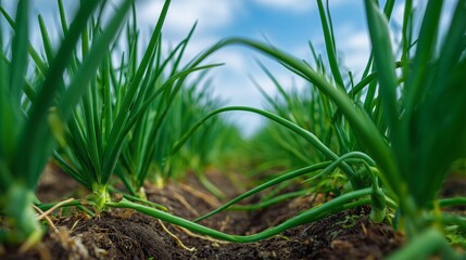 Fototapeta premium In a lush field, green onions stand tall, showcasing vibrant growth that symbolizes the dedication of farmers to their crops. The green onions' healthy stalks reveal a thriving agr