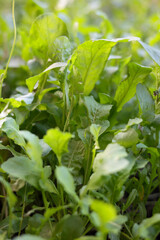 Fresh green arugula in the garden