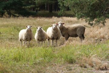 Urocze stadko owiec w typie merynosów spotkane podczas pieszej wędrówki. 