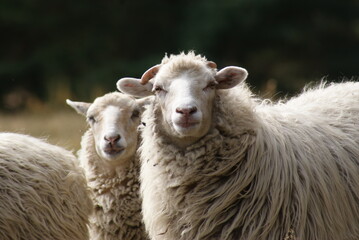 Urocze stadko owiec w typie merynosów spotkane podczas pieszej wędrówki.  © Ela