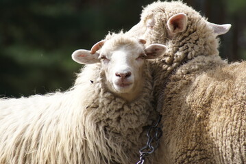 Urocze stadko owiec w typie merynosów spotkane podczas pieszej wędrówki. 