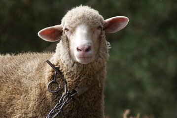 Urocze stadko owiec w typie merynosów spotkane podczas pieszej wędrówki.  © Ela