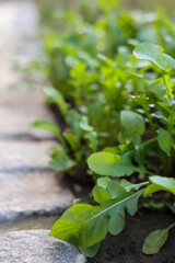 Fresh green arugula in the garden