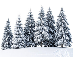 Obraz premium Snow covered pine trees isolated on transparent background.