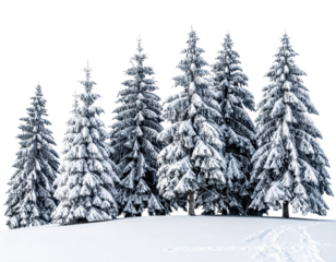 Snow covered pine trees isolated on transparent background.