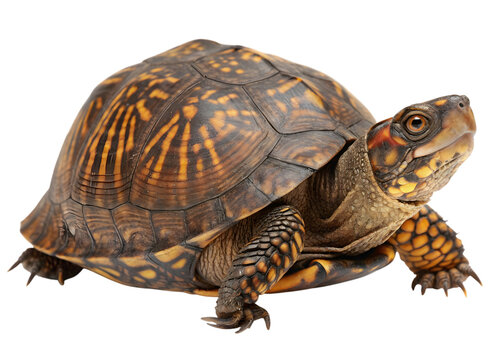 Spotted box turtle resting calmly with its patterned shell visible on a transparent background
