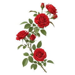 A beautiful climbing branch of vibrant red roses with green leaves isolated on transparent background