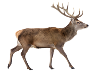 Majestic red deer with large antlers gracefully walking against a transparent backdrop
