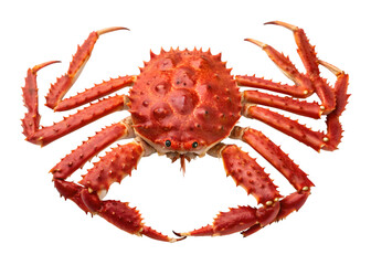 Red king crab displaying spiky shell and legs against a dark transparent background