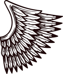 Detailed hand drawn bird wing illustration in vintage engraved isolated on white background