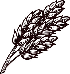 Hand drawn wheat spike illustration in vintage engraving style, isolated on white background