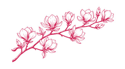 Naklejka premium Magnolia flowers on a branch, drawn by hand as a vector outline for decorative design.