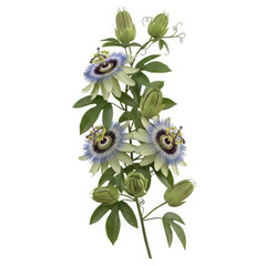 Delicate light purple passion flower vine with green leaves and buds isolated on transparent background