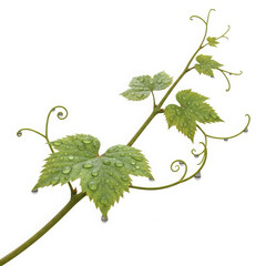 A delicate green grape vine branch with unfurling leaves and tendrils isolated on transparent background