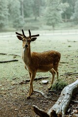 deer in the woods