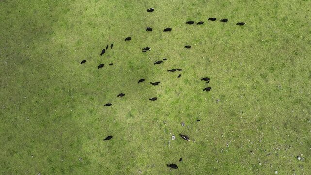 Aerial view of cattle grazing on lush green pasture, casting shadows across the landscape, creating a textured pattern from above, Lijiang, Yunnan, China.