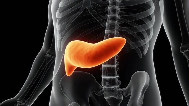 Radiant orange pancreas highlighting a transparent skeleton on black backdrop for medical education and anatomical visualization