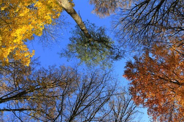 view of the blue sky through autumn trees