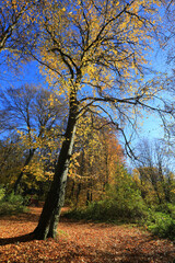 tall beech tree in an autumn forest