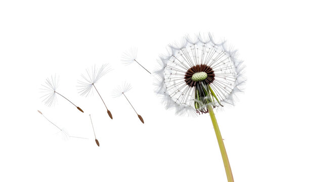 Close-up of a dandelion releasing seeds in the air against a stark black background